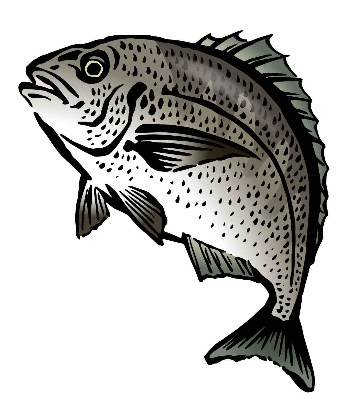 アイゴの値段は 珍しいこの魚の特徴はどのようなものですか Food Layout